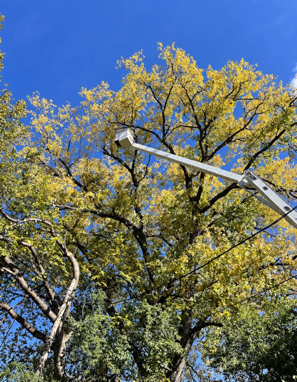 Bucket truck working in a tall canopy