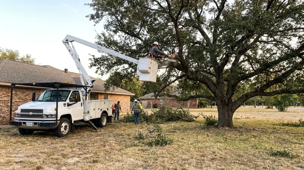 Bucket truck reducing a wide oak on a large lot