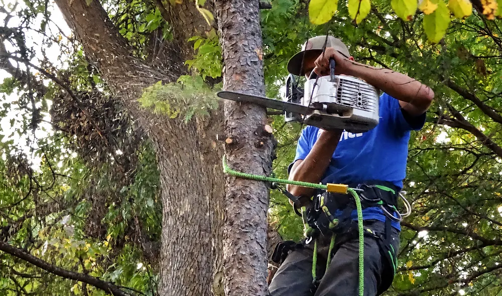 Climber in a harness cutting a limb with a chainsaw