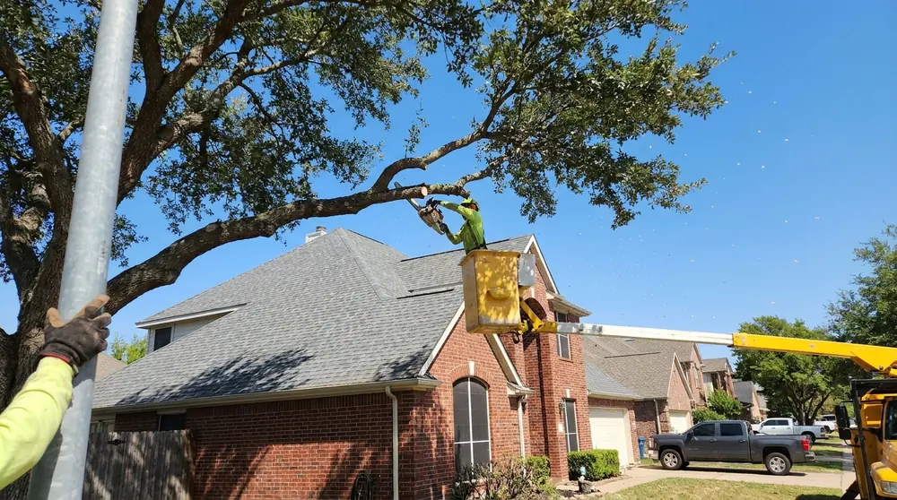 Arborist in a bucket truck trimming a live oak over a roof